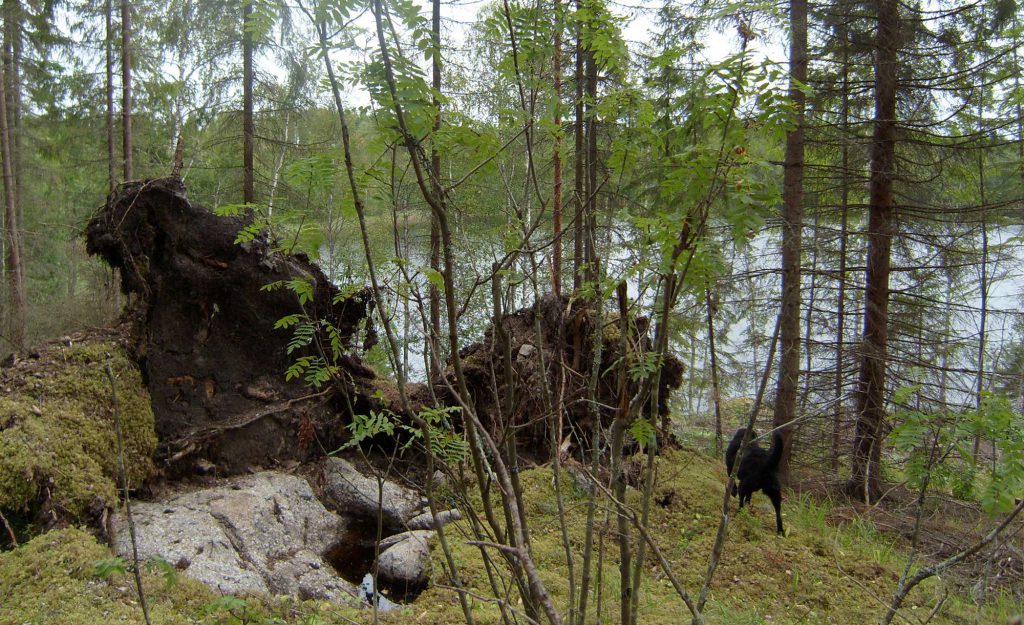 Uusiutumisen voimavarana juurilleen palaajat